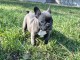 Dons chiot bouledogue fran&ccedil;ais disponible 