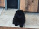 chiot spitz allemand disponible 