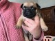 je donner chiot bouledogue fran&ccedil;ais 