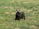 Adoption chiot bouledogue fran&ccedil;ais 