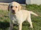 adorable chiot labrador &agrave; adopter disponible 