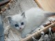 chatons ragdoll m&acirc;le disponible 