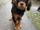 Chiot cavalier king charle m&acirc;le disponible 