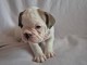 Chiot bouledogue fran&ccedil;ais disponible 