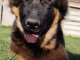 Magnifique chiot berger allemand 