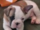 Adorable chiot bouledogue fran&ccedil;ais 