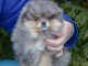 chiot spitz nain femelle &agrave; donner 