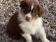 Adoption chiot berger australien 