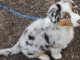 Chiot berger australien disponible 