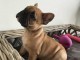 Chiot bouledogue fran&ccedil;ais &agrave; donner 
