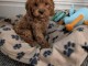 Chiot cockapoo pour adoption 