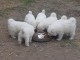 Adorable chiot samoy&egrave;de disponible 