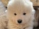 Dons chiot samoy&egrave;de disponible 