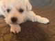 chiot bichon fris&eacute; pour compagnie 