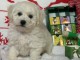 Dons chiot bichon fris&eacute; femelle disponible 