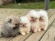 chiot spitz allemand disponible de suite 