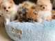 chiot spitz nain femelle disponible 
