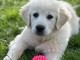 chiot golden retriever m&acirc;le &agrave; donner 