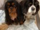 Chiot cavalier king charle disponible 