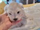 Chiot bichon maltais m&acirc;le &agrave; donner 