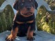 Chiot rottweiler &agrave; donner 