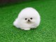Chiot spitz nain disponible de suite 