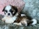 chiot Shih Tzu &agrave; donner 