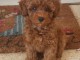 chiot cockapoo pour adoption 