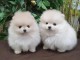 chiot spitz allemand disponible de suite 