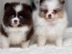 Adorable chiot spitz nain Pom&eacute;ranie 