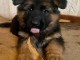 Dons chiot berger allemand lof 