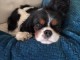 je donner chiot cavalier king charle disponible 