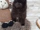Je donner chiot spitz allemand 