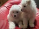 Dons chiot samoy&egrave;de disponible 
