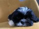 chiot Shih Tzu &agrave; donner 