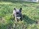 chiot bouledogue fran&ccedil;ais &agrave; donner 