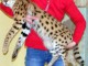 Chat de Savannah serval et caracal avec jeune ocelots
