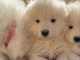 Magnifique chiot samoy&egrave;de disponible 