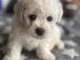 chiot bichon fris&eacute; &agrave; donner 