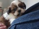 chiot Shih Tzu &agrave; donner 
