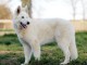 chiot berger blanc suisse sont disponibles 