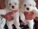Adoption chiot bichon maltais 