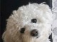 chiot bichon maltais &agrave; adopter 
