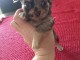 Chiot chihuahua disponible pour adoption 