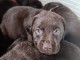 chiot labrador retriever &agrave; donner 