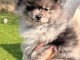 chiot spitz nain disponible 