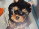 chiot Yorkshire terrier disponible 