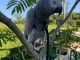 Perroquet gris Gabon disponible &agrave; donner 