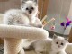 chatons ragdoll disponible &agrave; partir 