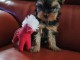 Chiot Yorkshire &agrave; adopter 